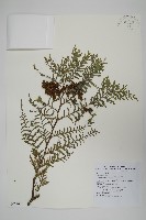 紅檜藏品圖，第1張