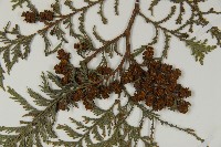 紅檜藏品圖，第3張