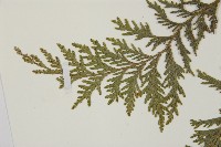 紅檜藏品圖，第4張