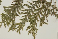 紅檜藏品圖，第5張