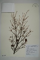 臺灣鐵杉藏品圖，第1張