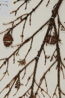 臺灣鐵杉藏品圖，第3張