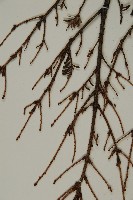 臺灣鐵杉藏品圖，第4張