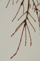 臺灣鐵杉藏品圖，第5張