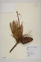 臺灣華山松藏品圖，第1張