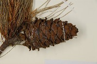 臺灣華山松藏品圖，第3張