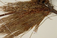 臺灣華山松藏品圖，第4張