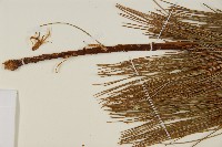 臺灣華山松藏品圖，第5張