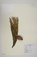 臺灣二葉松藏品圖，第1張