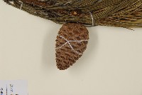 臺灣二葉松藏品圖，第3張