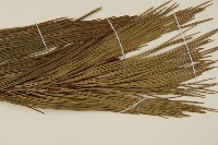 臺灣二葉松藏品圖，第4張