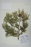 臺灣扁柏藏品圖，第1張