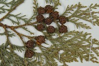 臺灣扁柏藏品圖，第3張