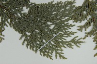 臺灣扁柏藏品圖，第4張