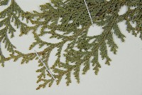 臺灣扁柏藏品圖，第5張