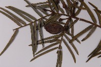 臺灣粗榧、台灣三尖杉藏品圖，第3張