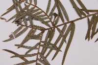 臺灣粗榧、台灣三尖杉藏品圖，第4張