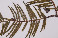 臺灣粗榧、台灣三尖杉藏品圖，第5張