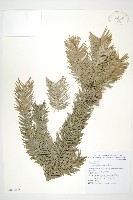 巒大杉、香杉藏品圖，第1張