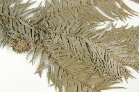 巒大杉、香杉藏品圖，第3張