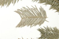 巒大杉、香杉藏品圖，第4張