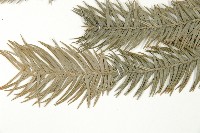 巒大杉、香杉藏品圖，第5張