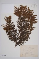 粗榧藏品圖，第1張