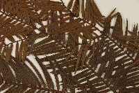 粗榧藏品圖，第3張