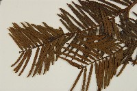 粗榧藏品圖，第4張