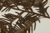 粗榧藏品圖，第5張