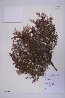 臺灣扁柏藏品圖，第1張