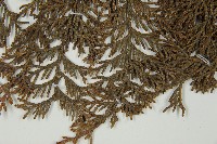 臺灣扁柏藏品圖，第5張