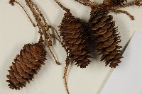 臺灣雲杉藏品圖，第3張