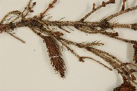 臺灣雲杉藏品圖，第4張