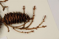 臺灣雲杉藏品圖，第5張