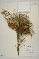 臺灣五葉松藏品圖，第1張