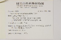 臺灣五葉松藏品圖，第2張