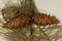 臺灣五葉松藏品圖，第3張