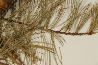 臺灣五葉松藏品圖，第4張