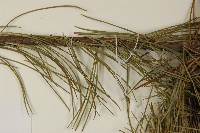 臺灣五葉松藏品圖，第5張