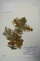 日本粗榧藏品圖，第1張