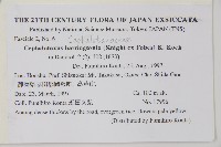 日本粗榧藏品圖，第2張