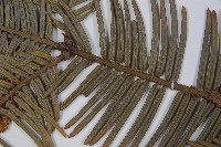 日本粗榧藏品圖，第5張