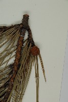 黑松藏品圖，第3張