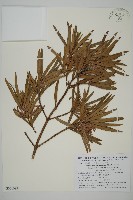 大葉羅漢松藏品圖，第1張