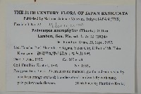 大葉羅漢松藏品圖，第2張