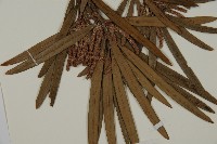 大葉羅漢松藏品圖，第3張