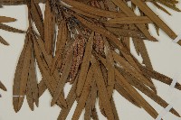 大葉羅漢松藏品圖，第4張