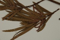 大葉羅漢松藏品圖，第5張