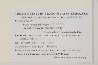 琉球松藏品圖，第2張